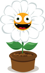 Funny Daisy in a Pot