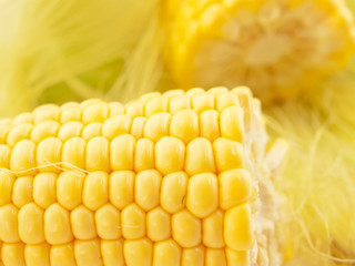 An ear of corn macro