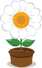 Daisy in a Pot