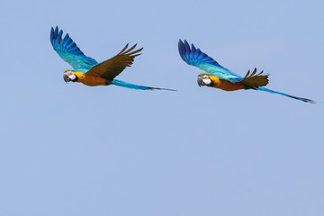 Macaws in Flight 4