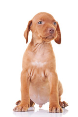 seated hungarian viszla puppy dog © Viorel Sima