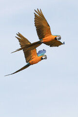 Macaws in Flight 5 © Cornershots