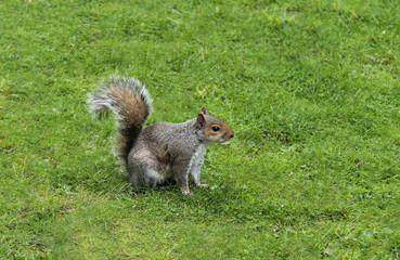 Naklejka na ściany i meble A Lovely Grey Squirrel Sitting on the Grass.