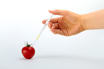 tomato - genetic engineering
