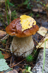 Boletus (Cep) in Autumn Forest