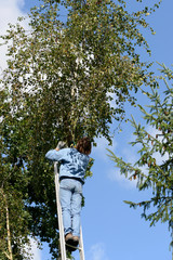 Fototapeta premium Birke beschneiden