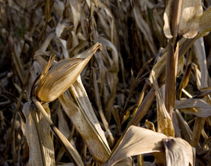 Corn in farm
