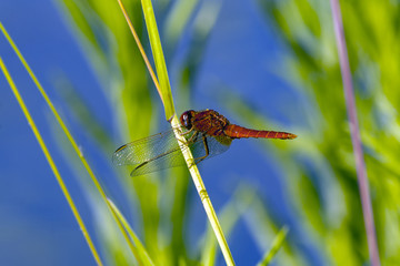 Ruddy Darter