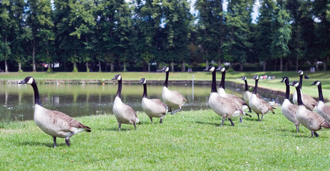 Black geese by the pond, France.