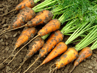 fresh harvested carrots