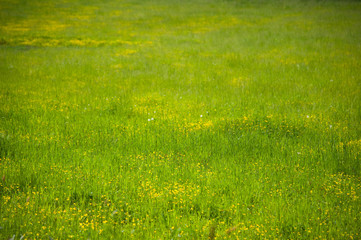 Obraz na płótnie Canvas Closeup zielonej trawie