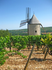 Windmühle in den Weinbergen Burgunds
