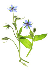 Borretsch (Borago officinalis)