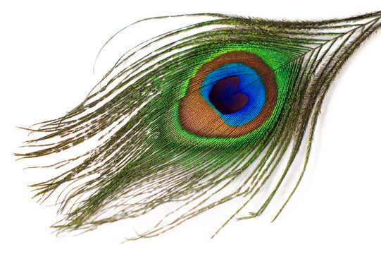 Fototapeta peacock feather isolated