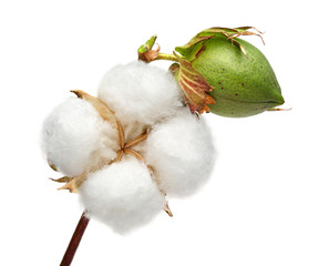 Cotton