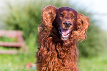 Red irish setter dog fun