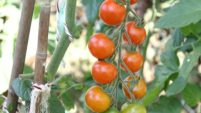 Tomatenernte