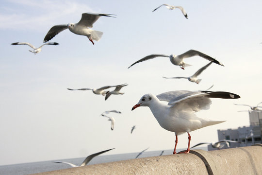 Freedom Seagull
