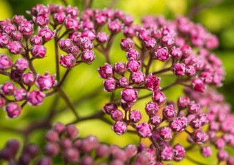 Blooming Abstract