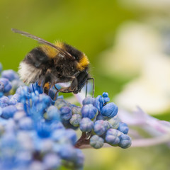 Foraging