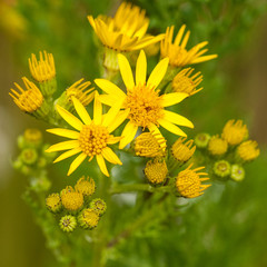 Yellow Weed