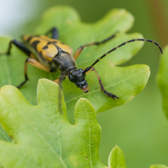 Oak Tree Beetle