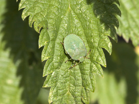 cassida viridis