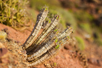 cactus growing in the desert