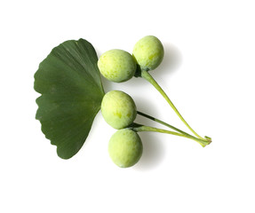 Ginkgo biloba Samen Frucht