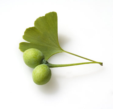 Ginkgo biloba, Samen, Blatt, Nadel