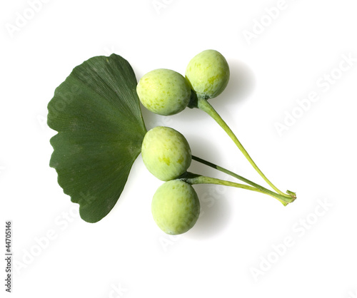 "Ginkgo biloba Samen Frucht" Stockfotos und lizenzfreie Bilder auf