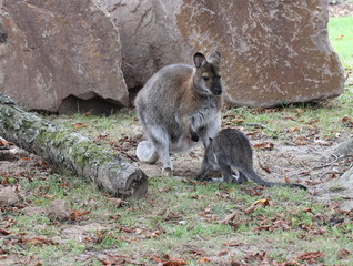 Bennettkängurumutter säugt ihr Junges