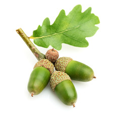 Green acorn with leaf © Dionisvera