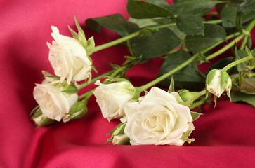Beautiful white roses on red satin close-up
