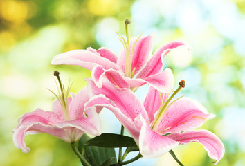 Obraz na płótnie Canvas beautiful pink lily, on green background