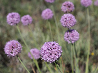 Beautiful blue flowers field