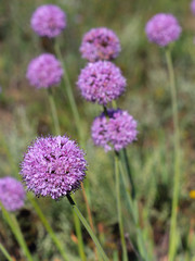 Beautiful blue flowers field