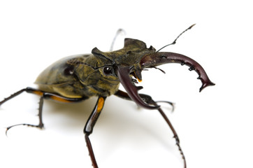 ミヤマクワガタ
