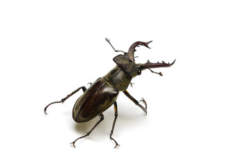 ミヤマクワガタ