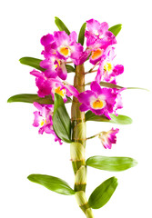 Pink orchid flower branch with leaves