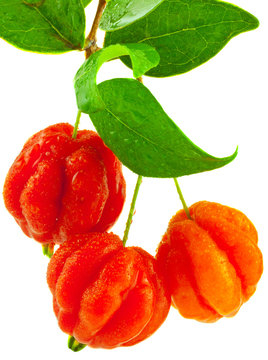 cerises de cayenne, eugenia uniflora