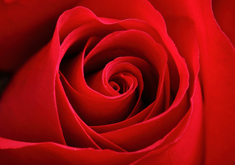 red rose