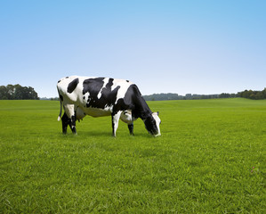 Kuh auf de Weide