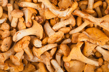 Fresh chanterelle mushrooms