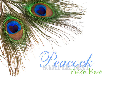 Fototapeta peacock feathers