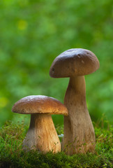 Cep mushrooms in the forest