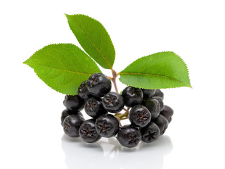 Ripe black chokeberry on a white background - obrazy, fototapety, plakaty