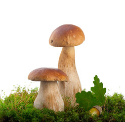 Cep mushrooms on a white background