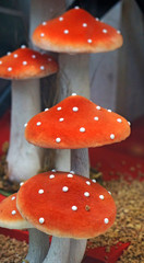fliegenpilz ensemble