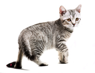 Obraz premium gray british kitten